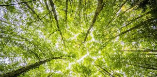 Financial Institutions Urge Governments to Adopt Formal Measures to Preserve Biodiversity