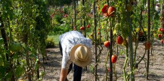 Unilever Advances Regenerative Agriculture Goals for Sustainability