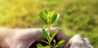 Mastercard’s Coalition Targets Restoration of 100 Million Trees Worldwide