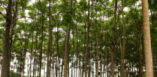 Nestlé Backs Brazil Reforestation Project with Re.Green and Barry Callebaut