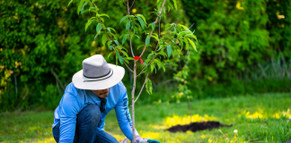 5 Million Trees: Carrier’s Commitment to a Cooler, Healthier Planet