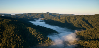 Apple Partners With The Conservation Fund to Protect 14,000 Acres of California Redwoods