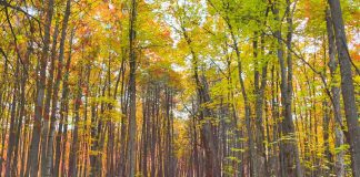 IBM and Polytechnique Montréal Launch AI Initiative to Strengthen Canada’s Forest Sector