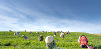 Kellanova, Walmart, and Indigo Ag Partner to Direct More Support to Arkansas Farmers